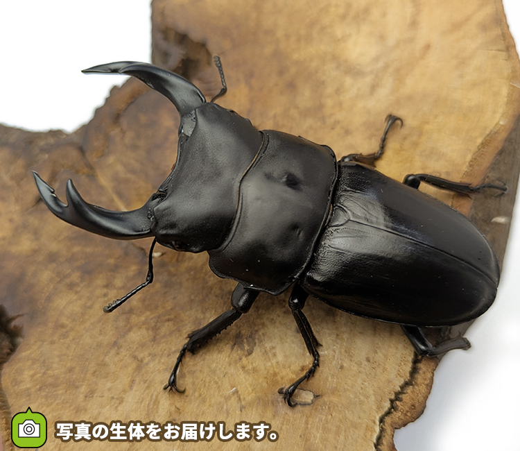 国産オオクワガタ　福島県伊南村産　販売　通販　専門店　購入