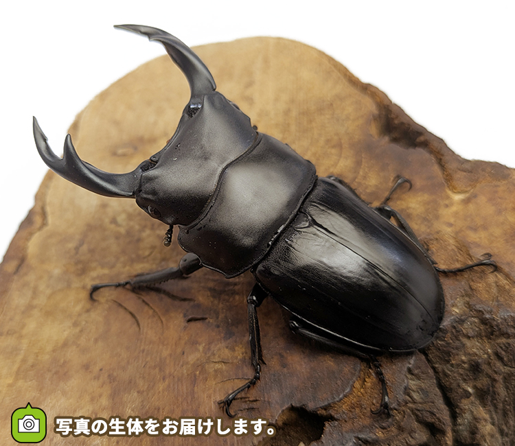 国産オオクワガタ　福島県伊南村産　販売　通販　専門店　購入