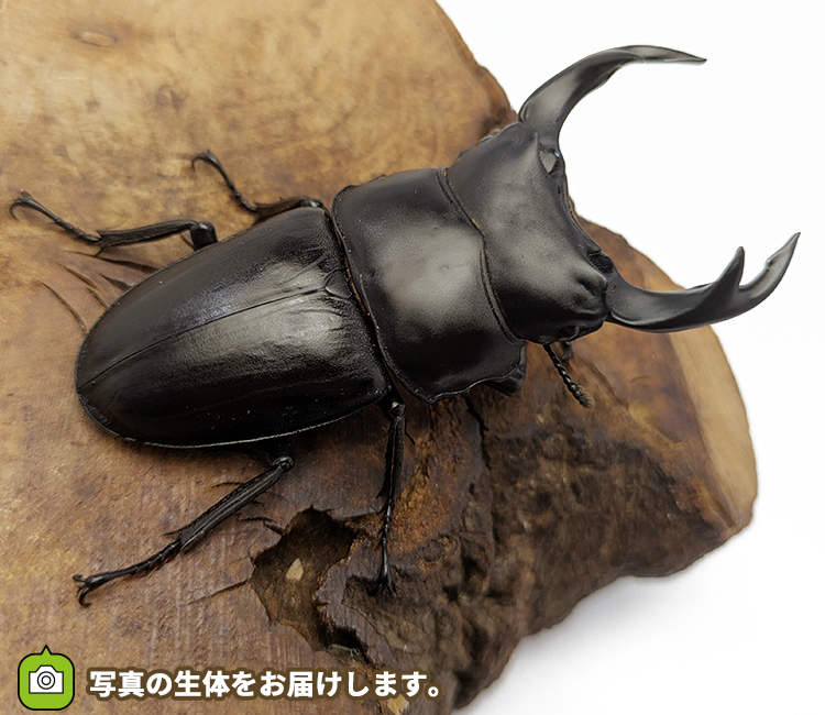 国産オオクワガタ　福島県伊南村産　販売　通販　専門店　購入