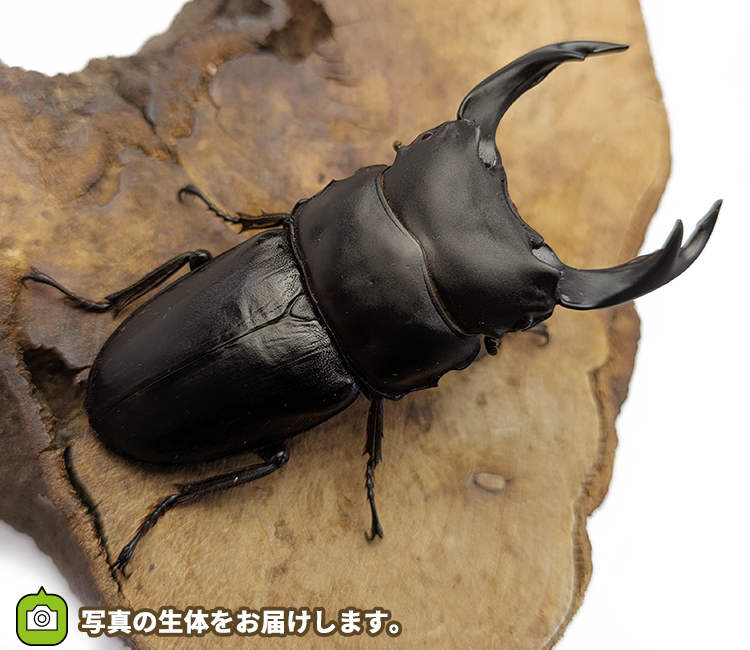 国産オオクワガタ　福島県伊南村産　販売　通販　専門店　購入