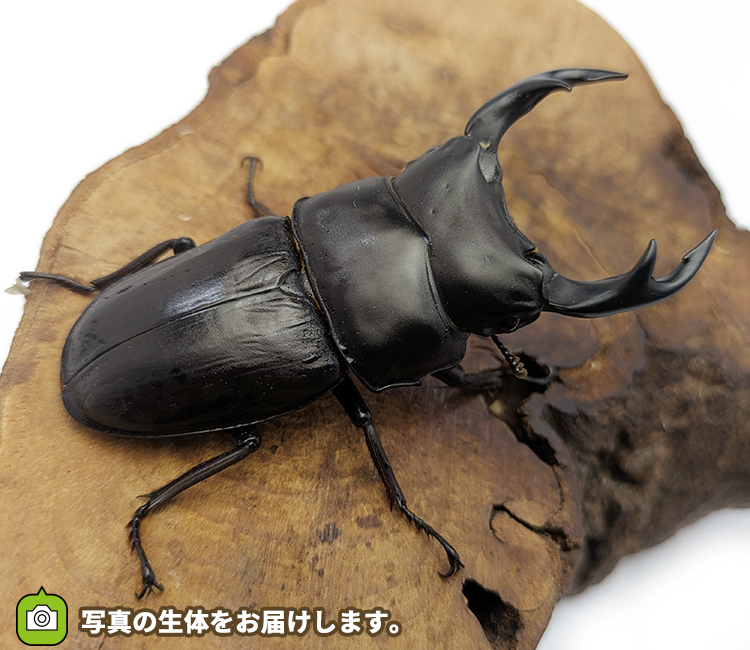 国産オオクワガタ　福島県伊南村産　販売　通販　専門店　購入