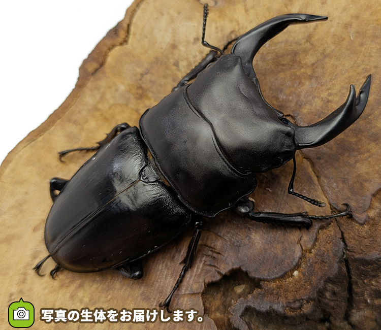 国産オオクワガタ　福島県伊南村産　販売　通販　専門店　購入