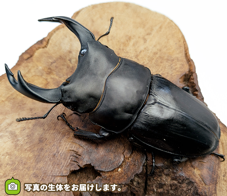 国産オオクワガタ　販売　通販　専門店　購入