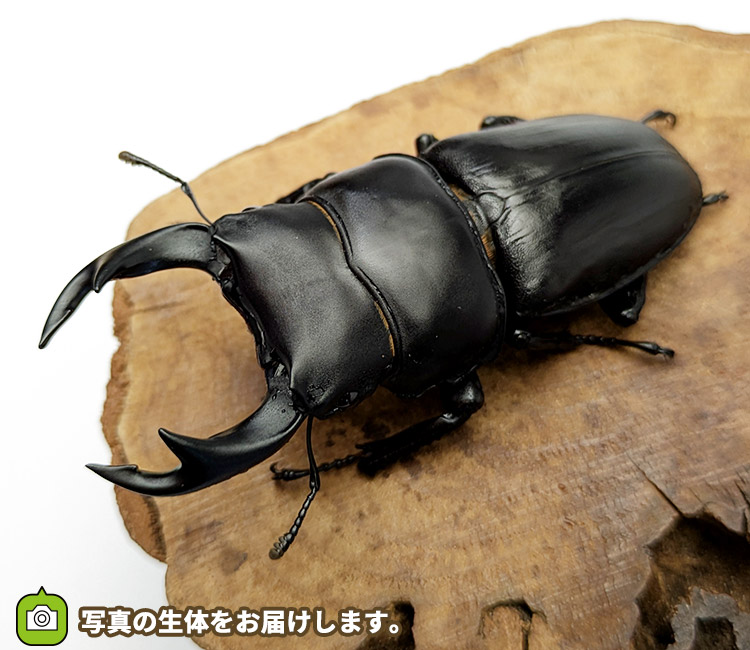 国産オオクワガタ　青森県十和田市産　販売　通販　専門店　購入　ビートルファーム