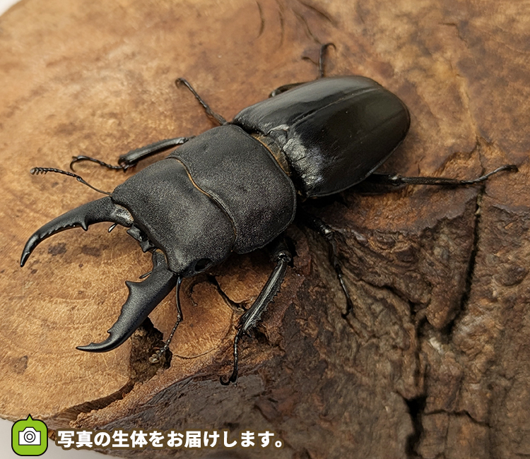 本土ヒラタクワガタ　埼玉県さいたま市産　販売　通販　専門店　購入