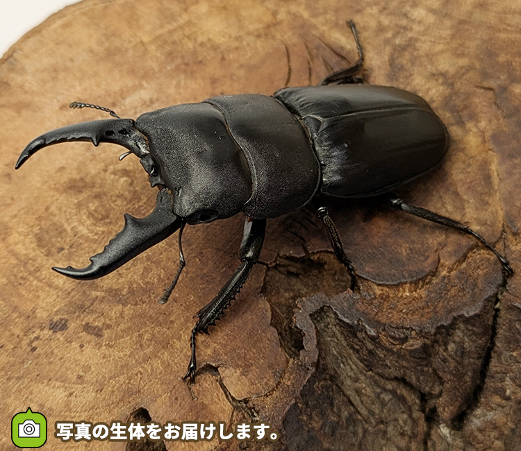 本土ヒラタクワガタ　埼玉県さいたま市産　販売　通販　専門店　購入
