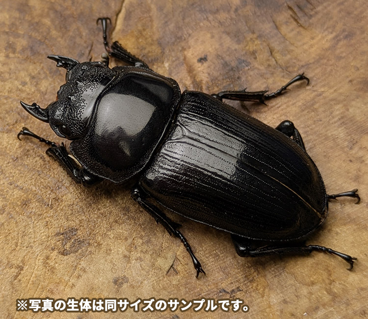 国産オオクワガタ　福島県伊南村産　メス単品　販売　通販　専門店　購入　ビートルファーム