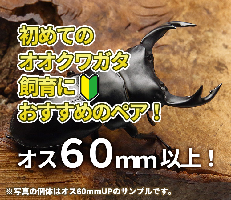 国産オオクワガタ　飼育　産卵　販売　通販　ビートルファーム