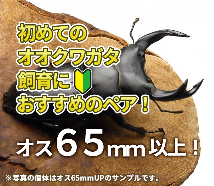 国産オオクワガタ　飼育　産卵　販売　通販　ビートルファーム