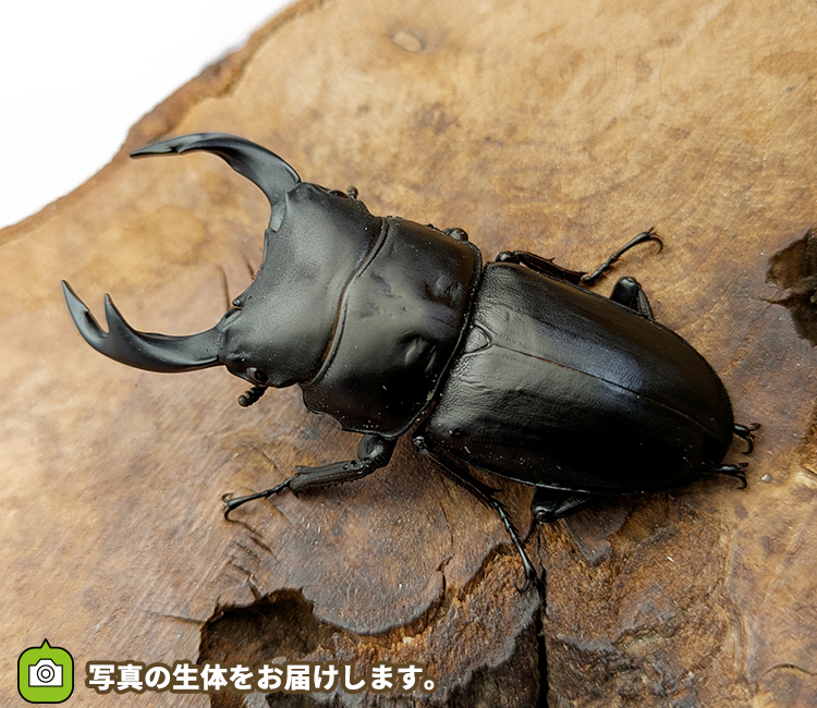 国産オオクワガタ　山形県産　販売　通販　専門店　購入