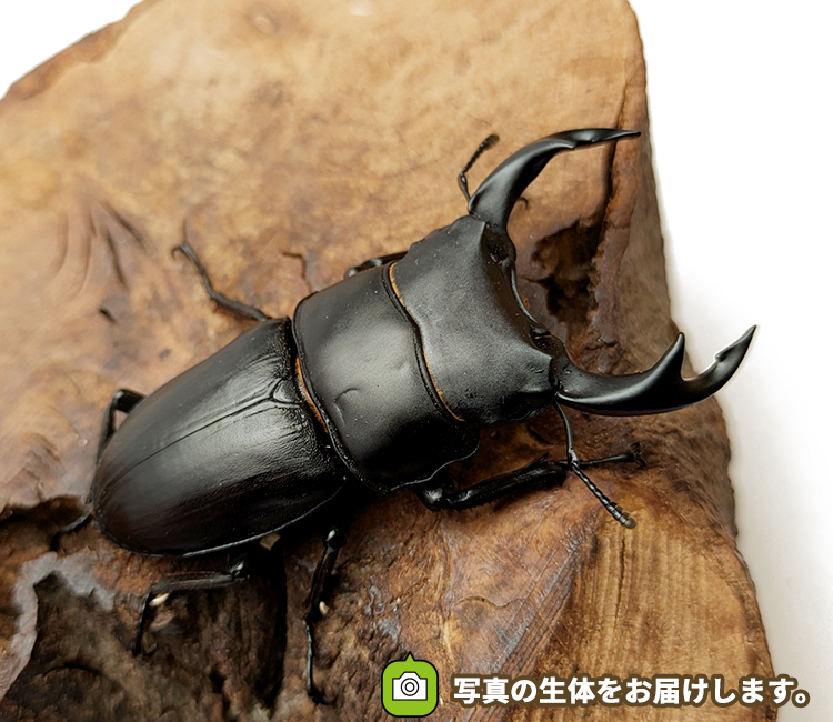 国産オオクワガタ　山形県産　販売　通販　専門店　購入