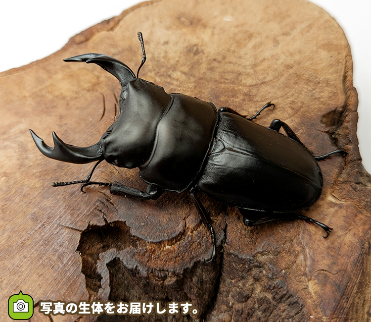 国産オオクワガタ　山形県産　販売　通販　専門店　購入