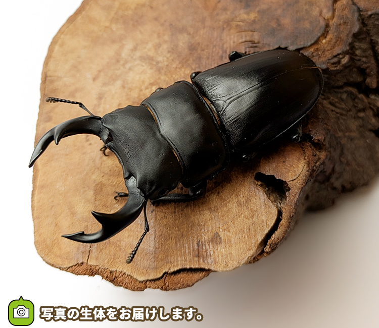 国産オオクワガタ　山形県産　販売　通販　専門店　購入