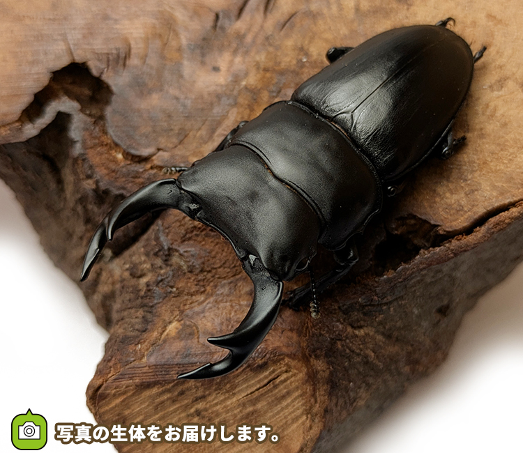 国産オオクワガタ　山形県産　販売　通販　専門店　購入