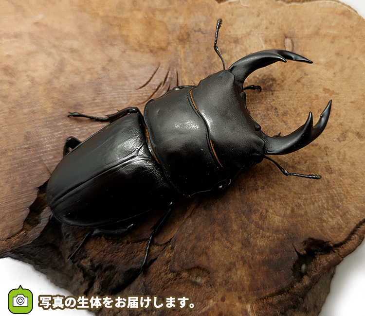 国産オオクワガタ　山形県産　販売　通販　専門店　購入
