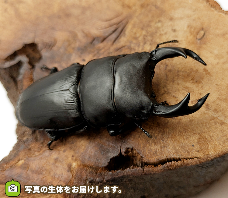 国産オオクワガタ　山形県産　販売　通販　専門店　購入