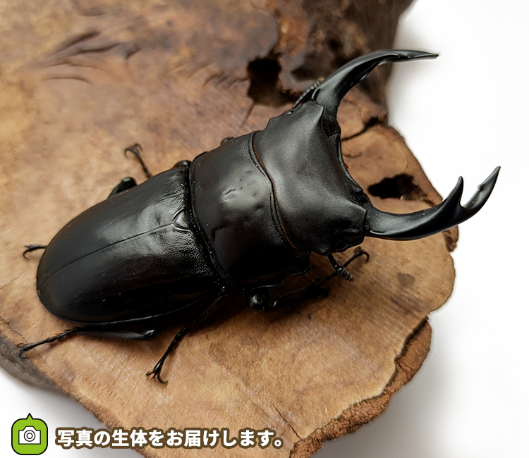 国産オオクワガタ　山形県産　販売　通販　専門店　購入