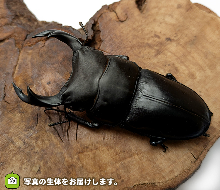 国産オオクワガタ　山形県産　販売　通販　専門店　購入