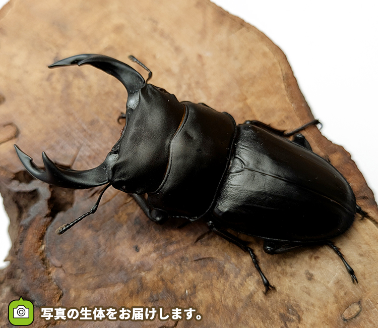 国産オオクワガタ　山形県産　販売　通販　専門店　購入
