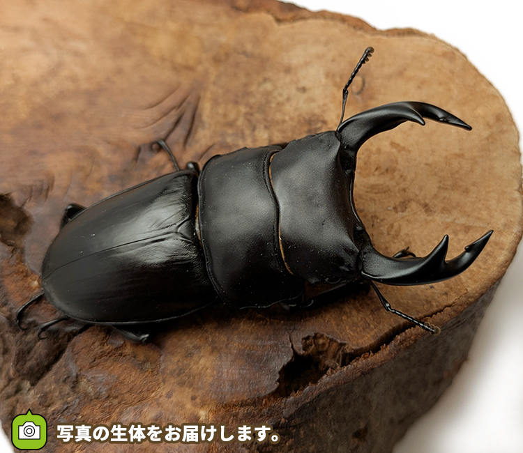 国産オオクワガタ　山形県産　販売　通販　専門店　購入