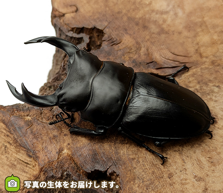 国産オオクワガタ　山形県産　販売　通販　専門店　購入