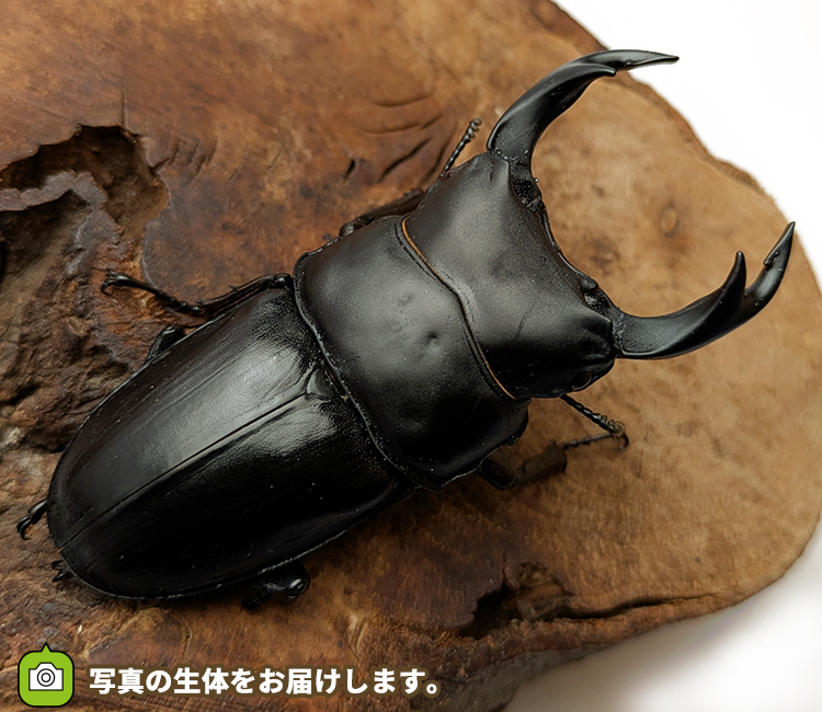 国産オオクワガタ　山形県産　販売　通販　専門店　購入
