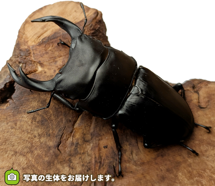 国産オオクワガタ　山形県産　販売　通販　専門店　購入