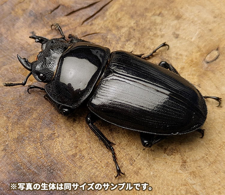 国産オオクワガタ　福島県只見町産　メス単品　販売　通販　専門店　購入　ビートルファーム