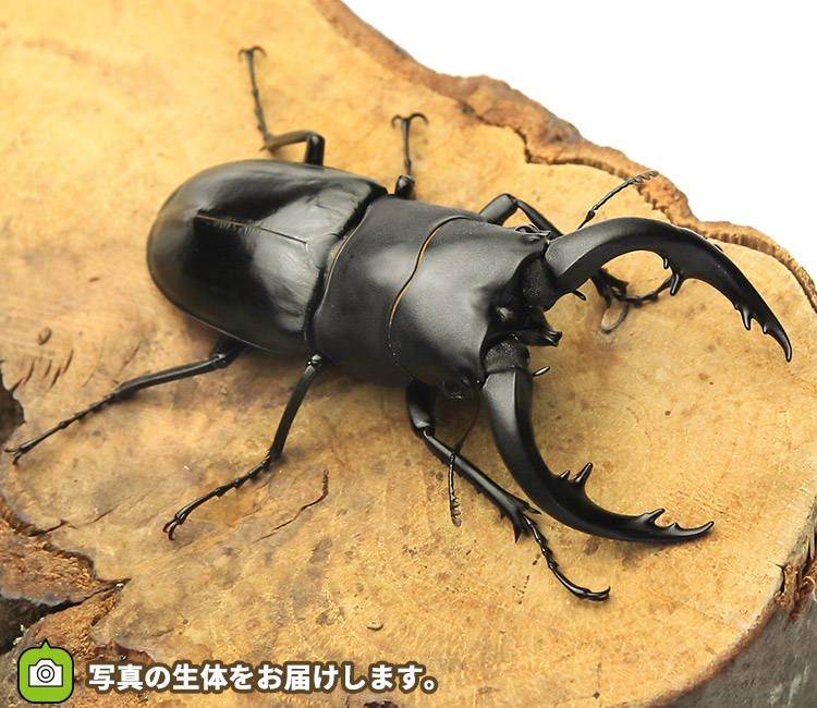 アマミノコギリクワガタ　販売　通販　専門店　購入