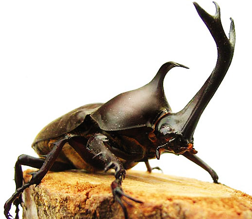 国産カブトムシ　販売　通販　専門店　購入