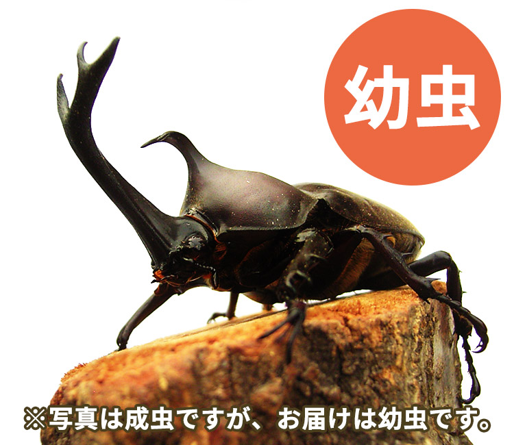 国産カブトムシ幼虫　販売　通販　専門店　購入