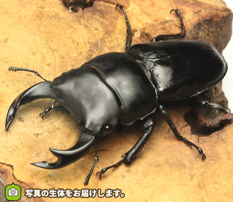 国産オオクワガタ　京都府亀岡市産　販売　通販　専門店　購入