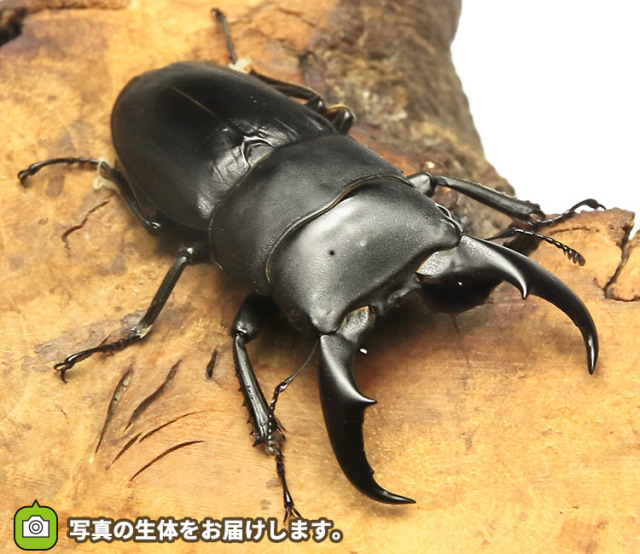 サキシマヒラタクワガタ 石垣島野底産 F3 オス63mm・メス38mmペア