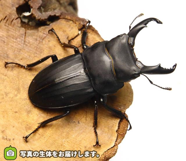 実物写真 スジブトヒラタクワガタ 徳之島産 Cb オス52mm 両アゴ先 少し欠け有り メス35mmペア