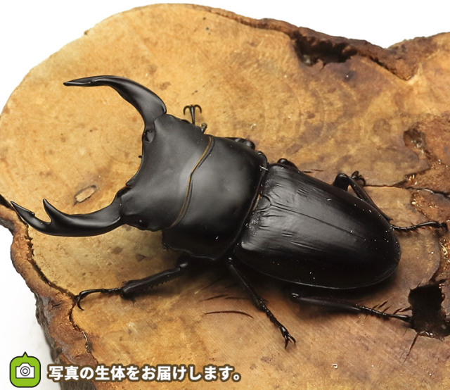 シェンクリングオオクワガタ♂1♀2トリオ｜ペット、生き物