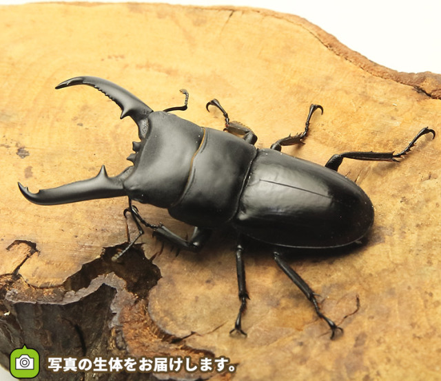 実物写真 ツシマヒラタクワガタ 長崎県上対馬町産 F2 オス57mm メス31mmペア 実物写真 ツシマヒラタクワガタ 長崎県上対馬町産 F2 オス57mm メス31mmペア