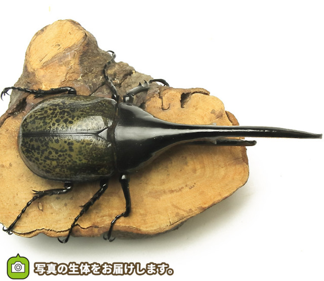 実物写真】大型！ヘラクレス・ヘラクレス グアドループ産 F1 オス152mm ...
