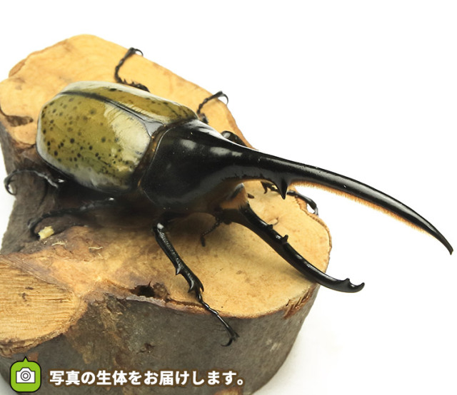 実物写真 大型 ヘラクレス ヘラクレス グアドループ産 F1 オス156mm メス69mmペア