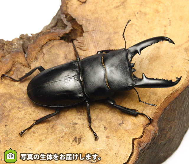 Sale Off 野田さくらポークソテー枚 西京味噌が多め 3種の味噌味 西京味噌 赤味噌 黒味噌 豚肉 Fucoa Cl