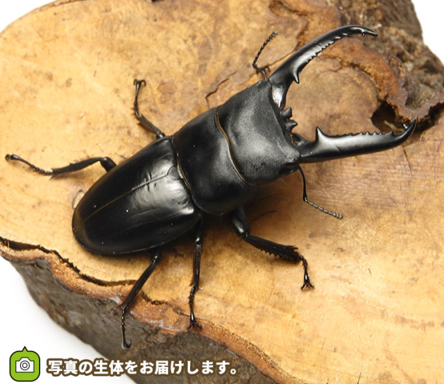 Sale Off 野田さくらポークソテー枚 西京味噌が多め 3種の味噌味 西京味噌 赤味噌 黒味噌 豚肉 Fucoa Cl