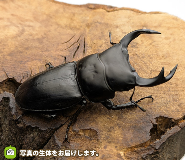 国産オオクワガタ　新潟県柏崎市産　販売　通販　専門店　購入