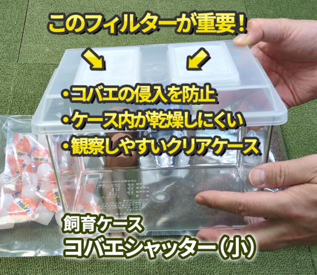 専門店厳選】はじめてでも簡単・安心！ カブトムシ・クワガタ飼育 7点