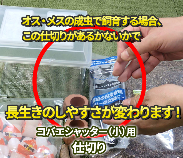 専門店厳選】はじめてでも簡単・安心！ カブトムシ・クワガタ飼育 7点
