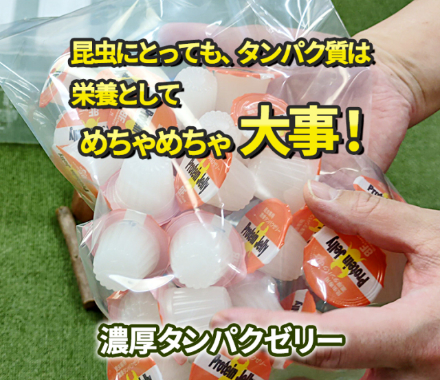 専門店厳選】はじめてでも簡単・安心！ カブトムシ・クワガタ飼育 7点