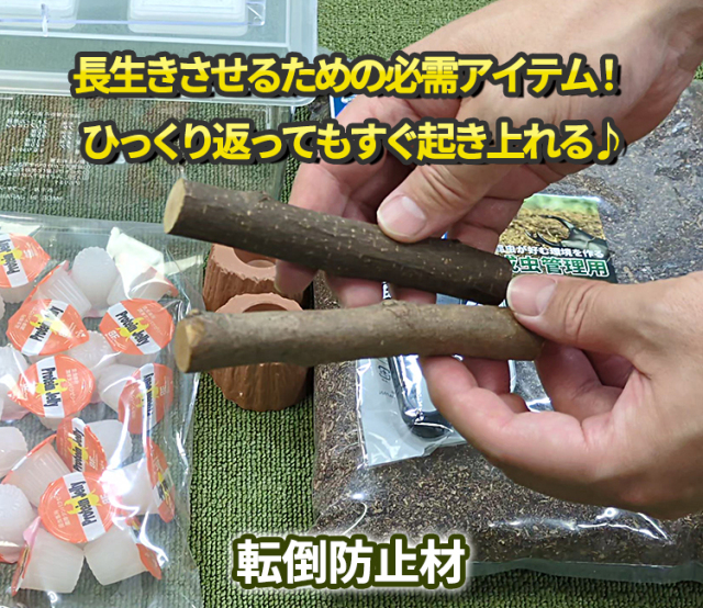 カブトムシ・クワガタムシ成虫飼育セット　販売　通販　専門店　購入