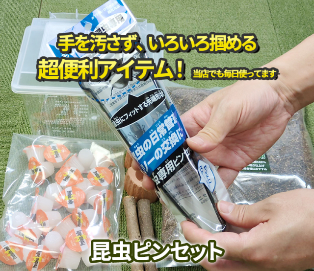 専門店厳選】はじめてでも簡単・安心！ カブトムシ・クワガタ飼育 7点