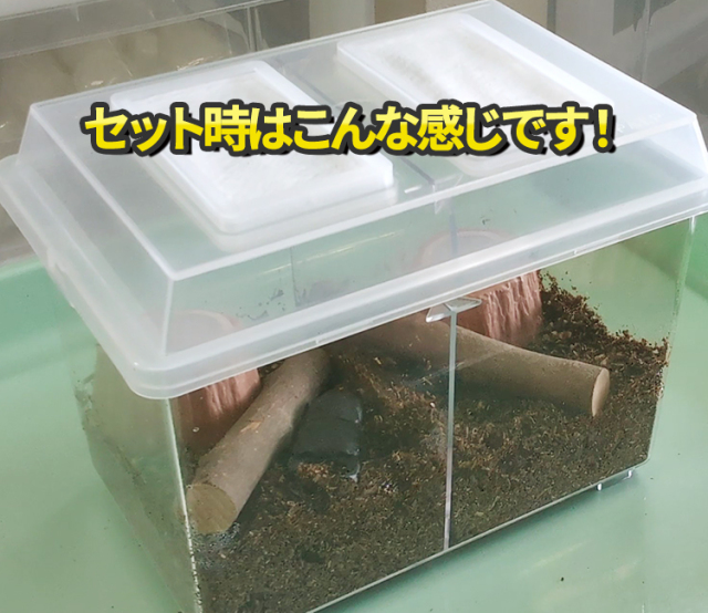 専門店厳選】はじめてでも簡単・安心！ カブトムシ・クワガタ飼育 7点