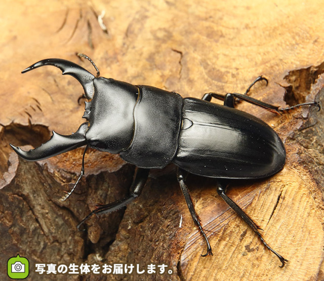 アマミヒラタクワガタ　販売　通販　専門店　購入