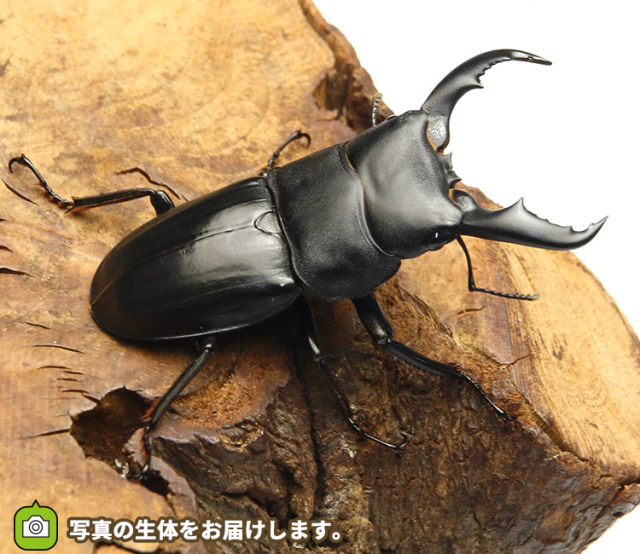 アマミヒラタクワガタの販売・通販│ビートルファーム