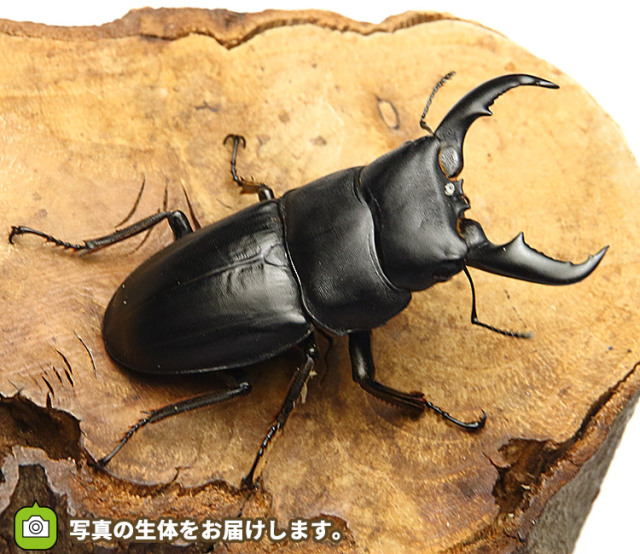 アマミヒラタクワガタの販売・通販│ビートルファーム